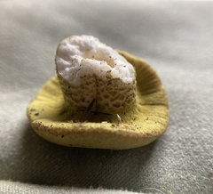 Hypomyces luteovirens