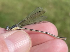 Lestes australis
