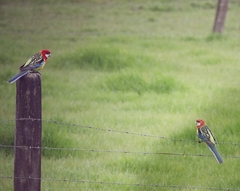 Platycercus eximius eximius