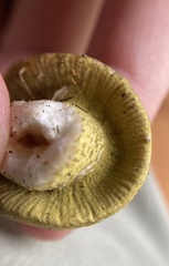 Hypomyces luteovirens