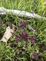 Parentucellia latifolia