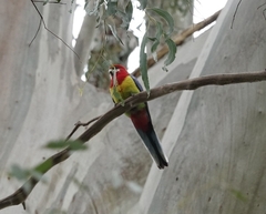 Platycercus eximius eximius
