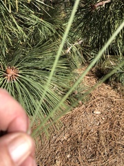 Pinus jeffreyi