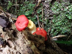 Leratiomyces erythrocephalus