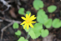 Arnica cordifolia