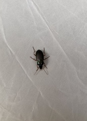 Poecilus lucublandus