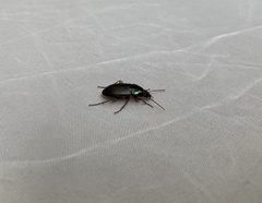 Poecilus lucublandus
