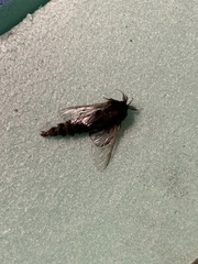 Thyridopteryx ephemeraeformis