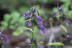 Penstemon whippleanus