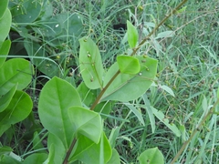 Talinum paniculatum