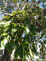 Zelkova serrata