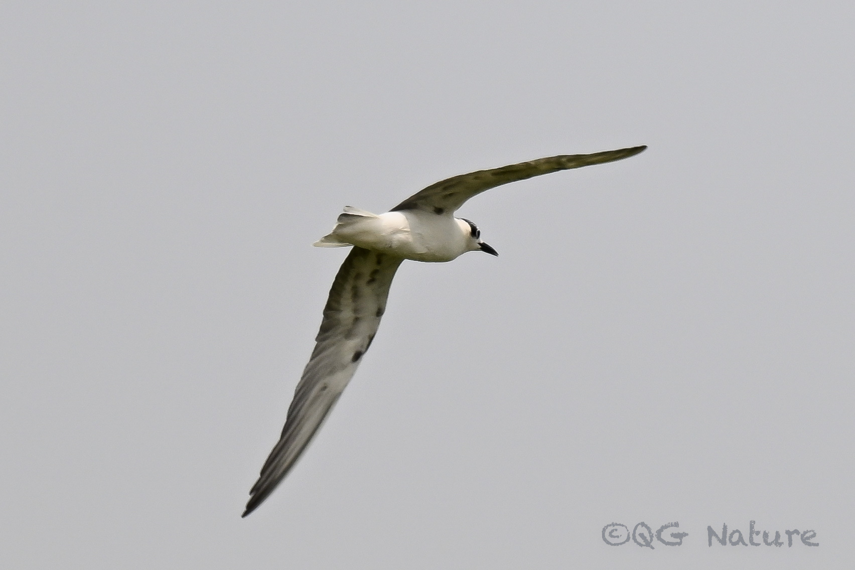 White-winged Tern