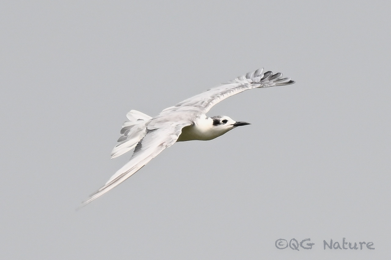 White-winged Tern