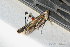 Aiolopus thalassinus tamulus