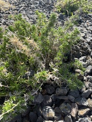 Phlox subulata
