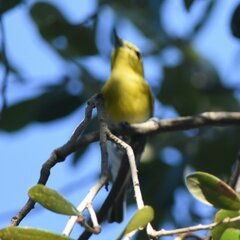 Vireo flavifrons