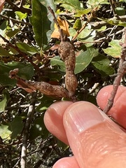 Andricus chrysolepidicola