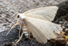 Lomographa vestaliata