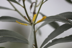 Acacia elachantha