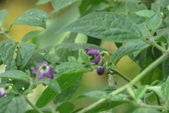 Capsicum pubescens