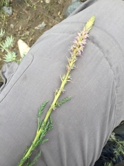 Myricaceae