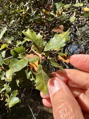 Andricus chrysolepidicola