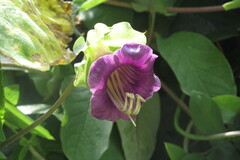 Cobaea scandens