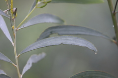 Acacia elachantha