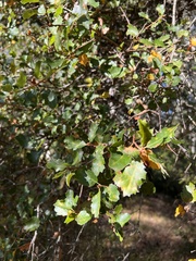 Andricus chrysolepidicola