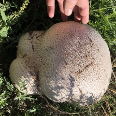 Calvatia booniana