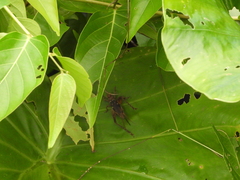 Cardiodactylus guttulus