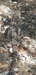 Pogona barbata