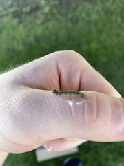 Phryganidia californica