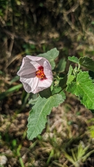 Pavonia friesii
