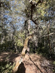 Andricus chrysolepidicola