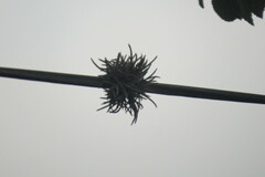 Tillandsia recurvata