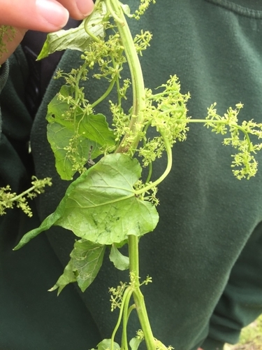 Caucasian-spinach (Hablitzia tamnoides)