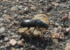 Harpalus caliginosus