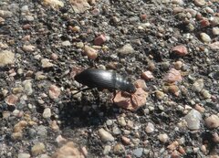 Harpalus caliginosus