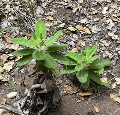 Salvia spathacea