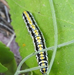 Cucullia laetifica