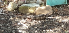 Pogona barbata