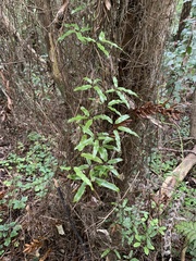 Lygodium articulatum