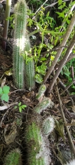 Nyctocereus serpentinus