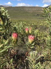 Protea repens