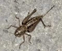 Bucephaloptera bucephala