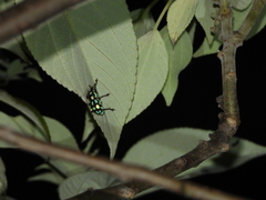 Pachyrhynchus tobafolius