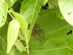 Cardiodactylus guttulus