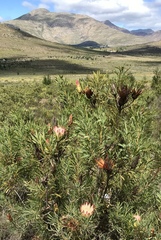 Protea repens
