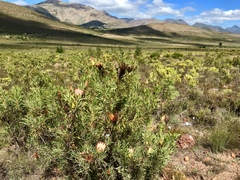 Protea repens